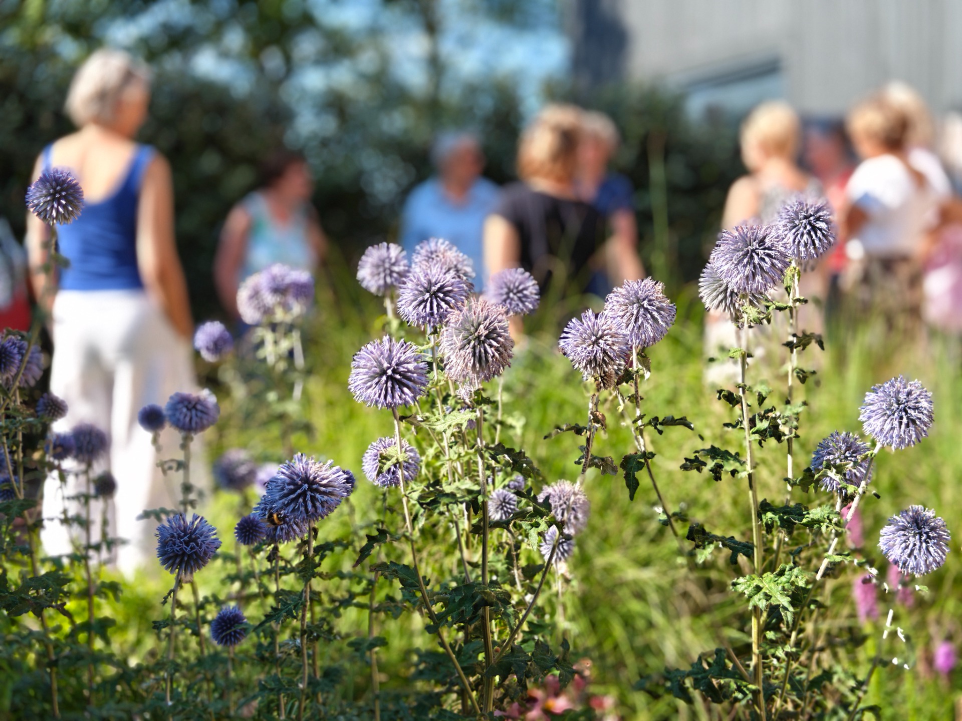 Paarse distelbloemen op de voorgrond, onscherpe mensen in de achtergrond tijdens een zonnige buitenbijeenkomst.
